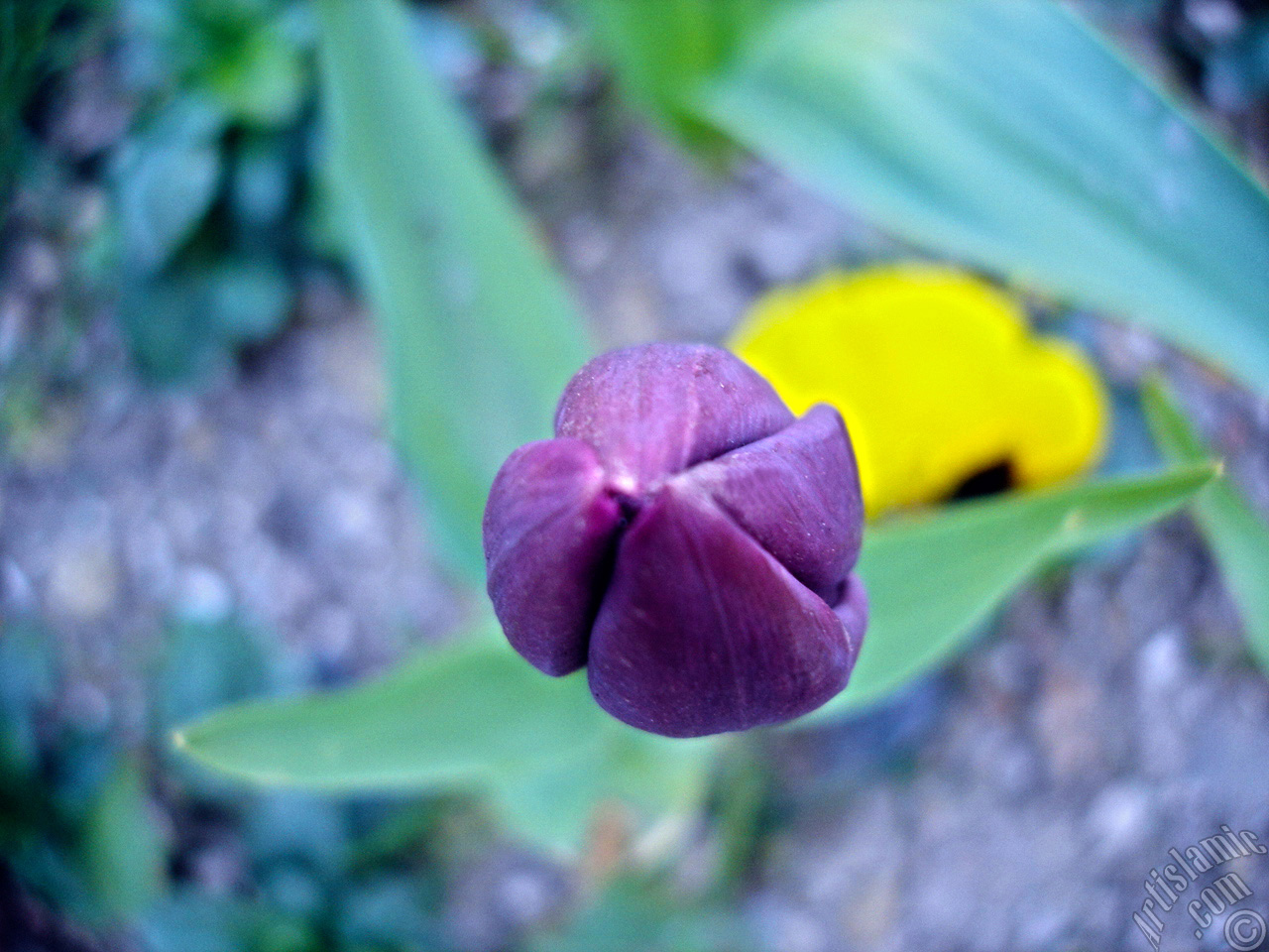 Purple color Turkish-Ottoman Tulip photo.

