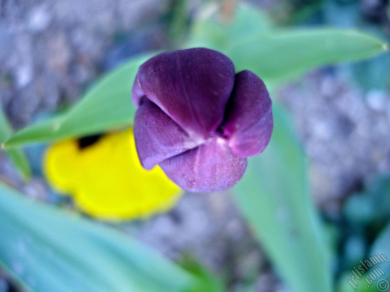 Purple color Turkish-Ottoman Tulip photo.

