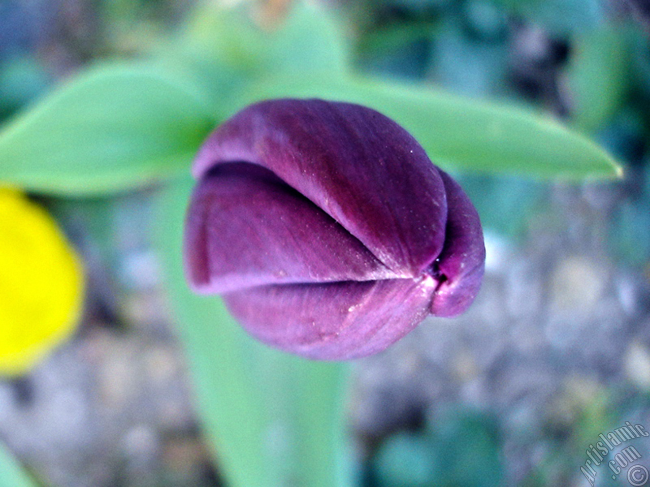 Purple color Turkish-Ottoman Tulip photo.
