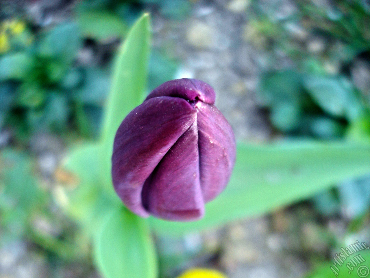 Purple color Turkish-Ottoman Tulip photo.
