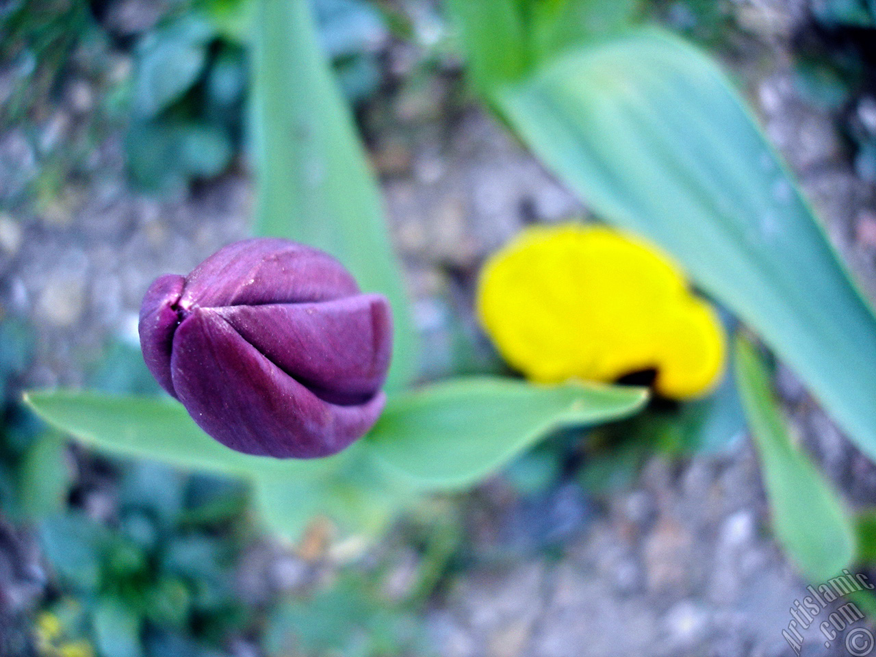 Purple color Turkish-Ottoman Tulip photo.
