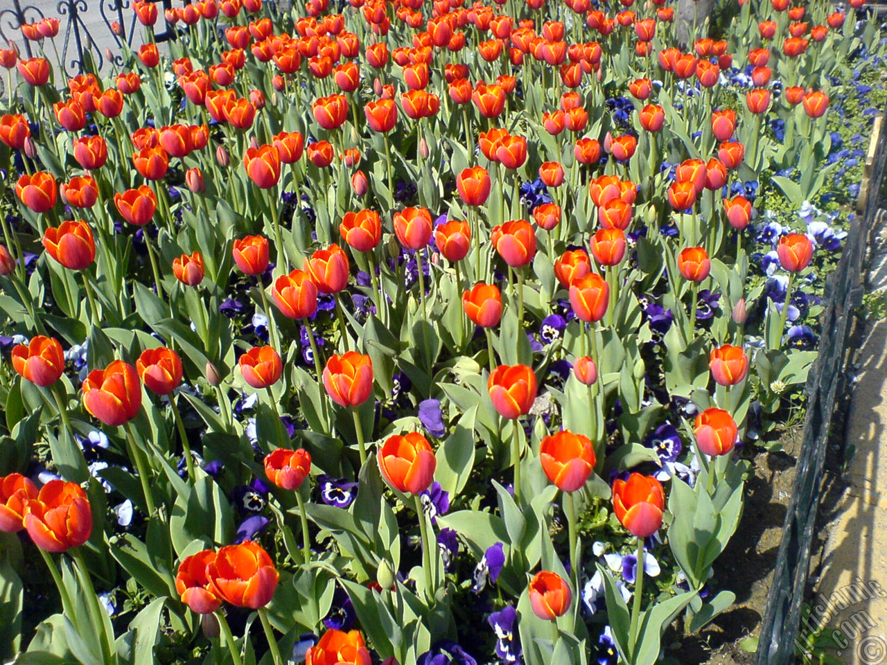 Turkish-Ottoman Tulips.
