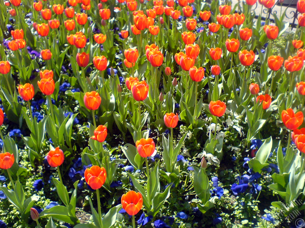 Turkish-Ottoman Tulips.
