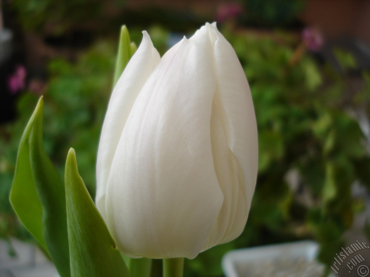White color Turkish-Ottoman Tulip photo.
