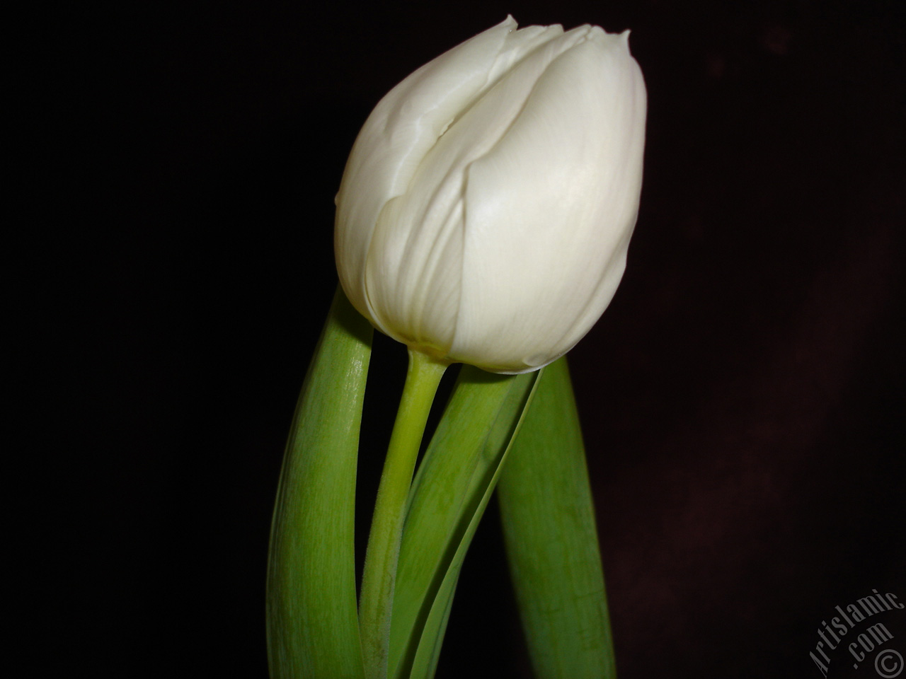 White color Turkish-Ottoman Tulip photo.
