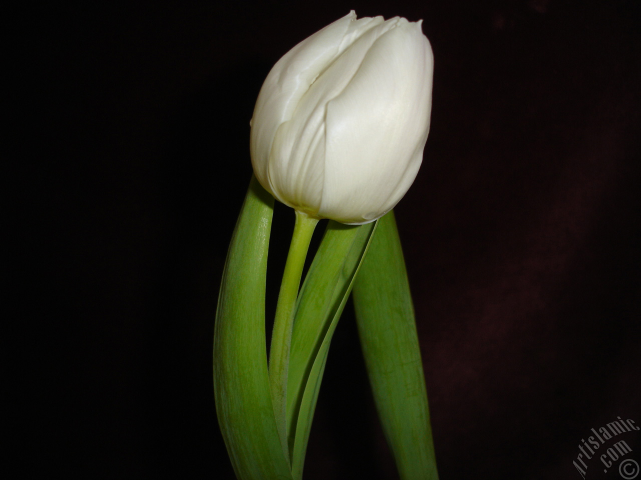 White color Turkish-Ottoman Tulip photo.
