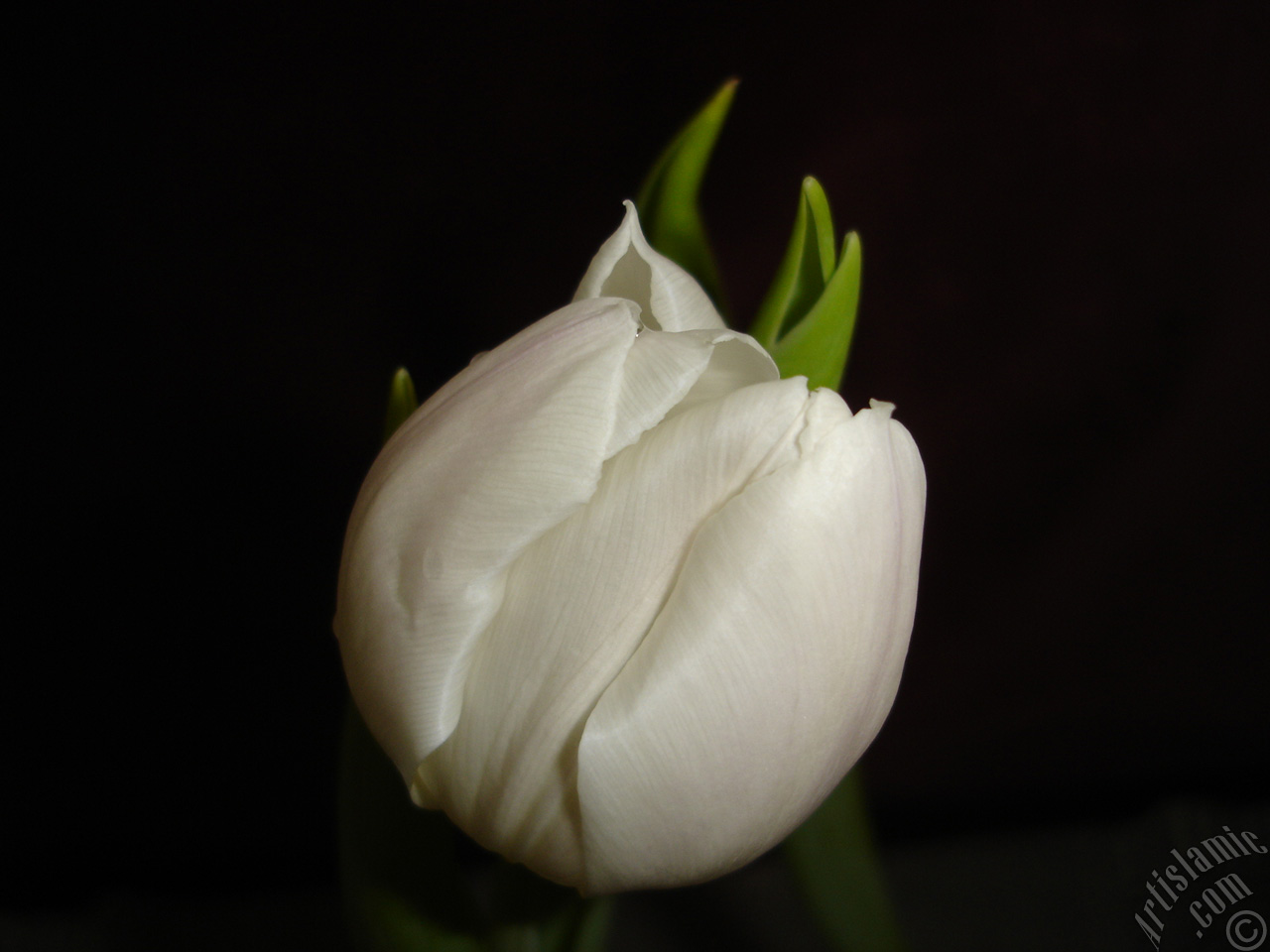 White color Turkish-Ottoman Tulip photo.
