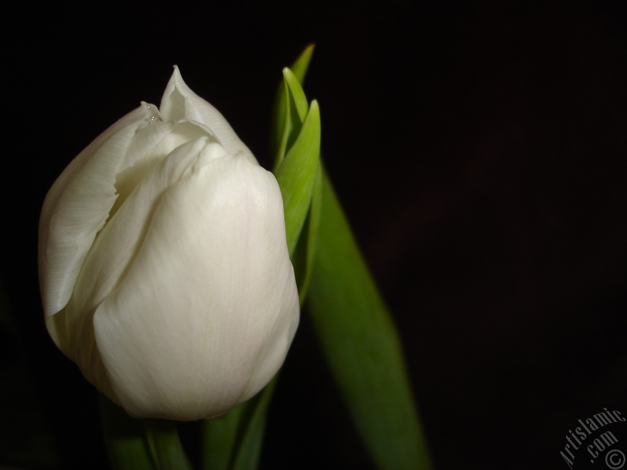 White color Turkish-Ottoman Tulip photo.
