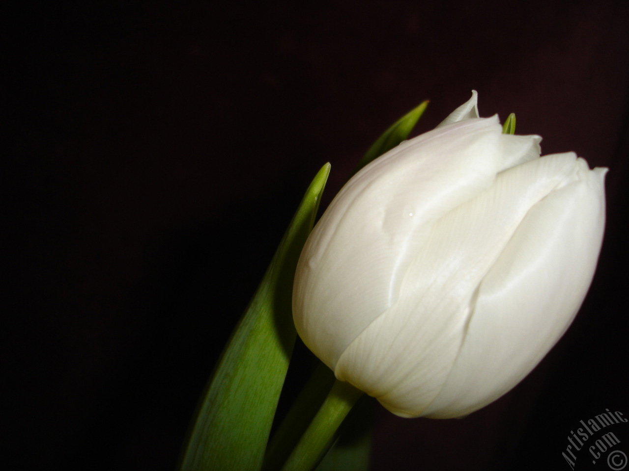 White color Turkish-Ottoman Tulip photo.
