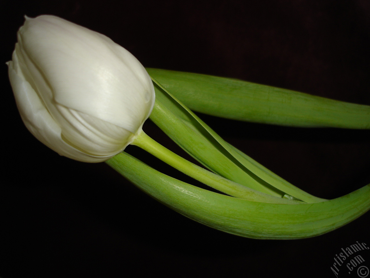 White color Turkish-Ottoman Tulip photo.
