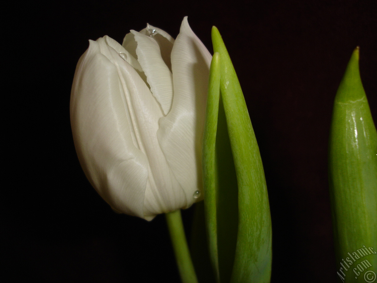 White color Turkish-Ottoman Tulip photo.
