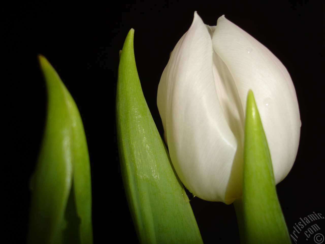 White color Turkish-Ottoman Tulip photo.
