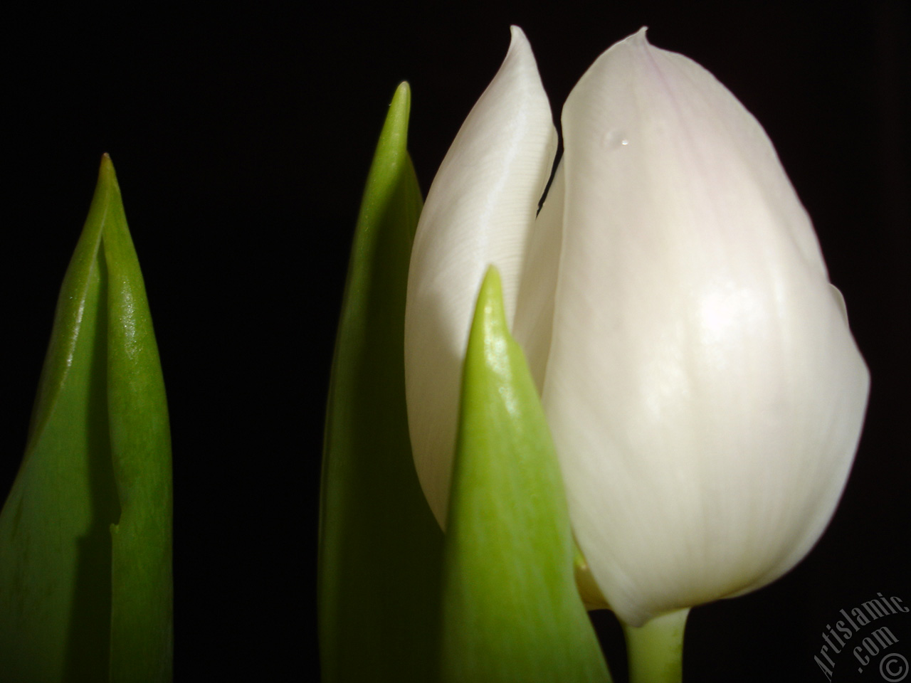 White color Turkish-Ottoman Tulip photo.
