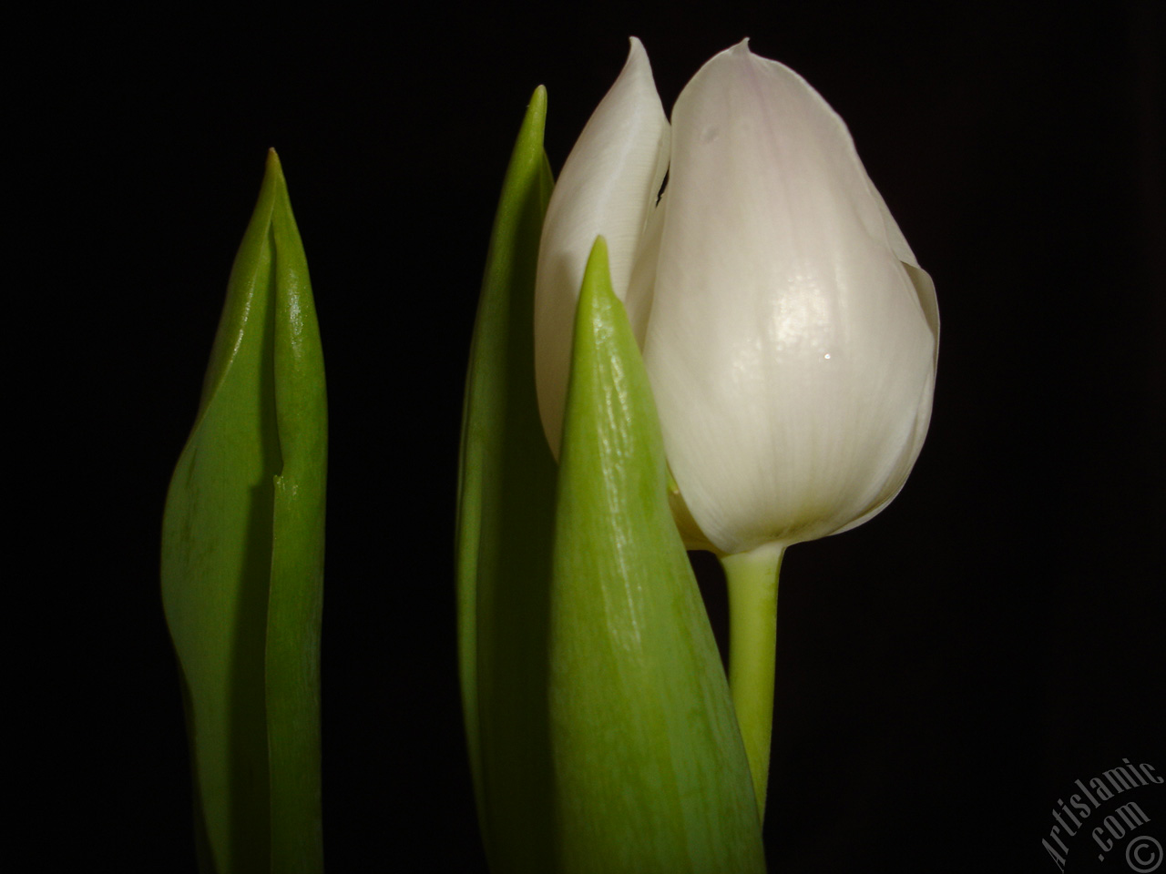 White color Turkish-Ottoman Tulip photo.
