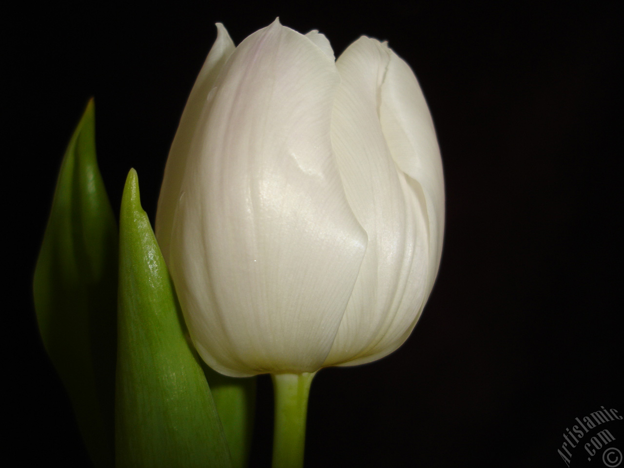 White color Turkish-Ottoman Tulip photo.

