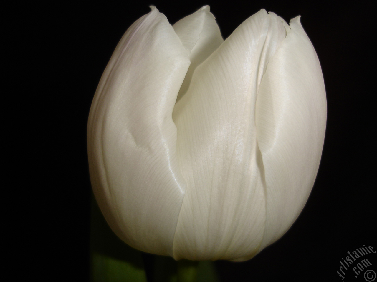 White color Turkish-Ottoman Tulip photo.
