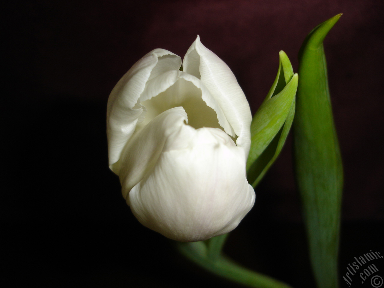 White color Turkish-Ottoman Tulip photo.
