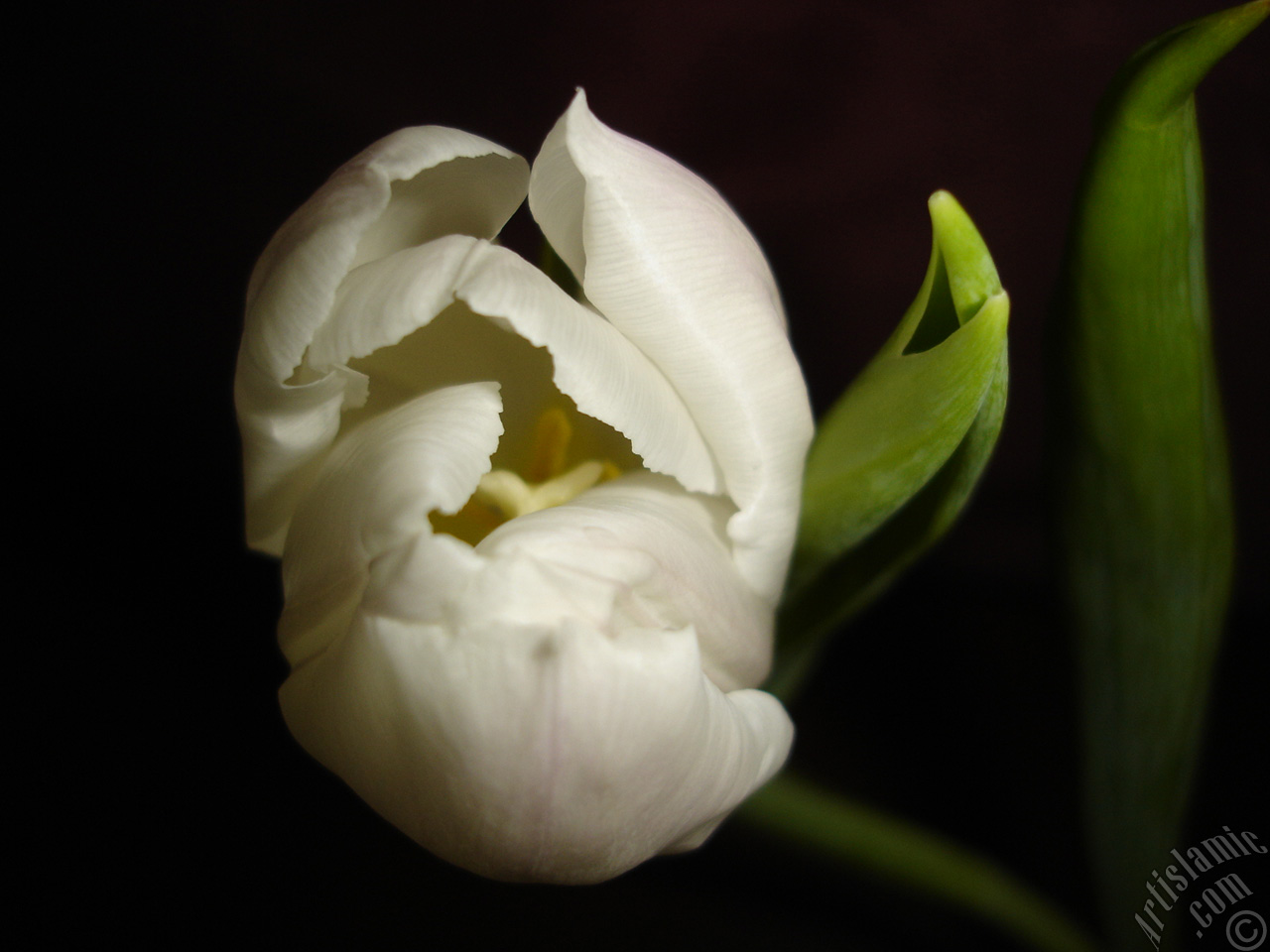 White color Turkish-Ottoman Tulip photo.

