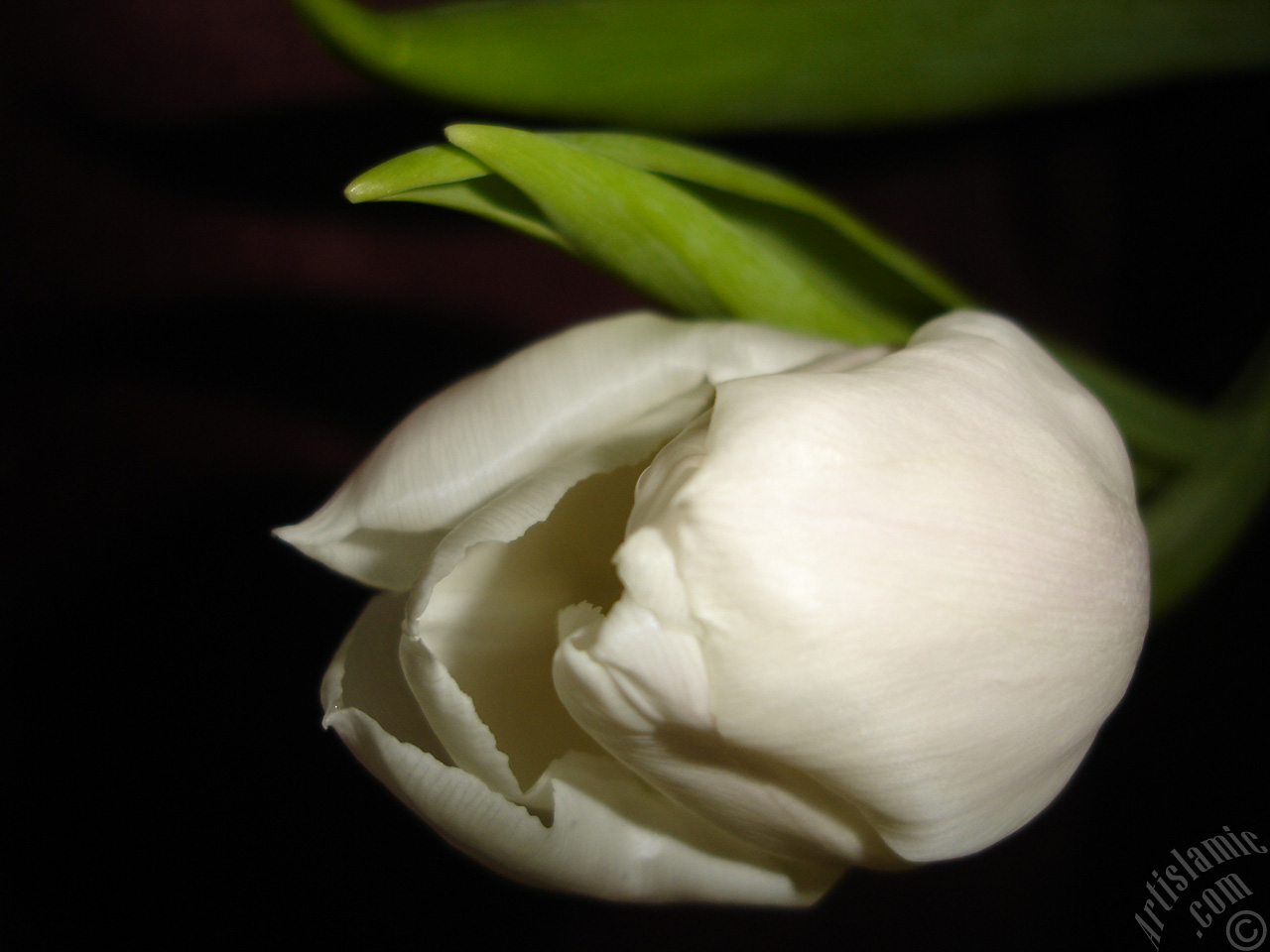 White color Turkish-Ottoman Tulip photo.
