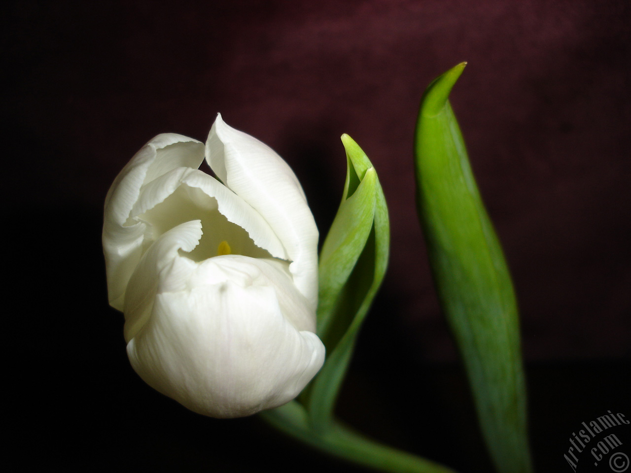 White color Turkish-Ottoman Tulip photo.
