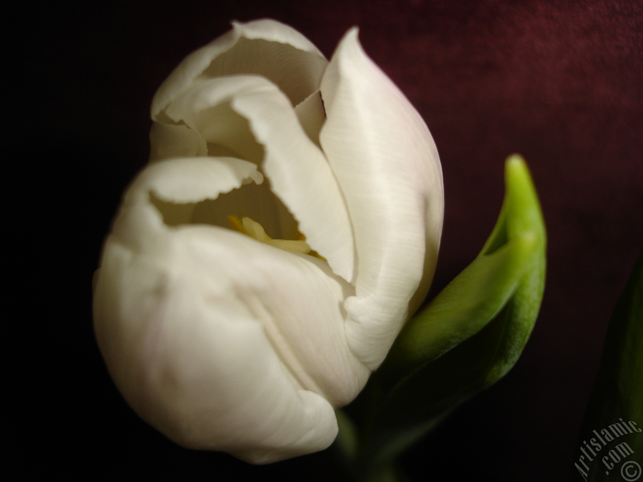 White color Turkish-Ottoman Tulip photo.
