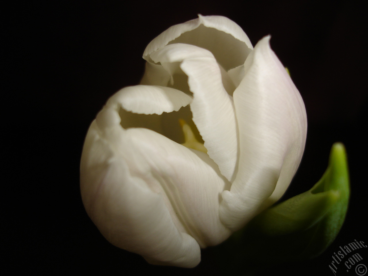 White color Turkish-Ottoman Tulip photo.
