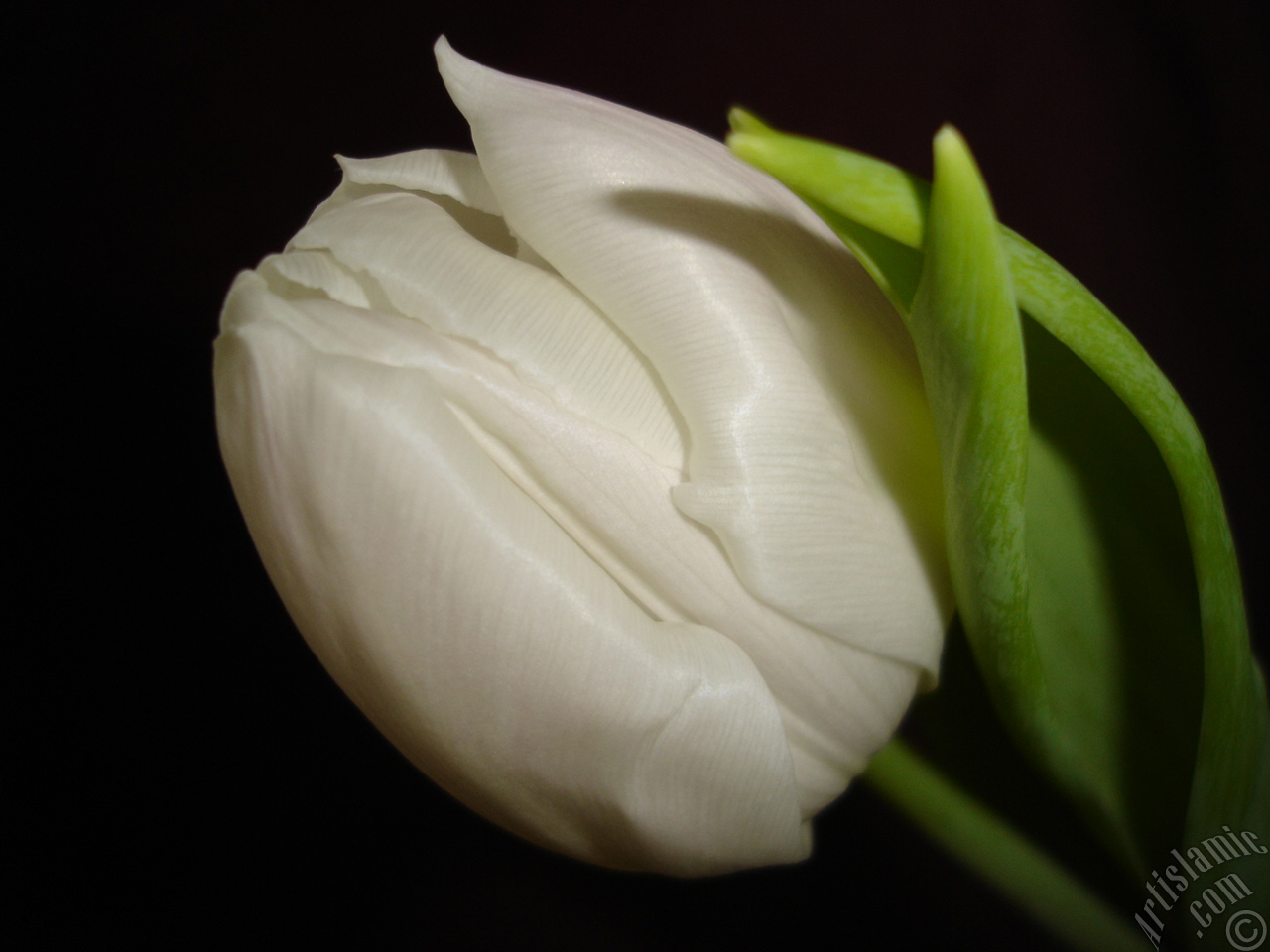 White color Turkish-Ottoman Tulip photo.
