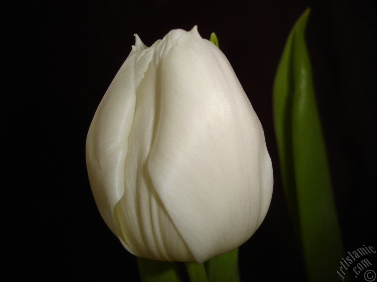 White color Turkish-Ottoman Tulip photo.
