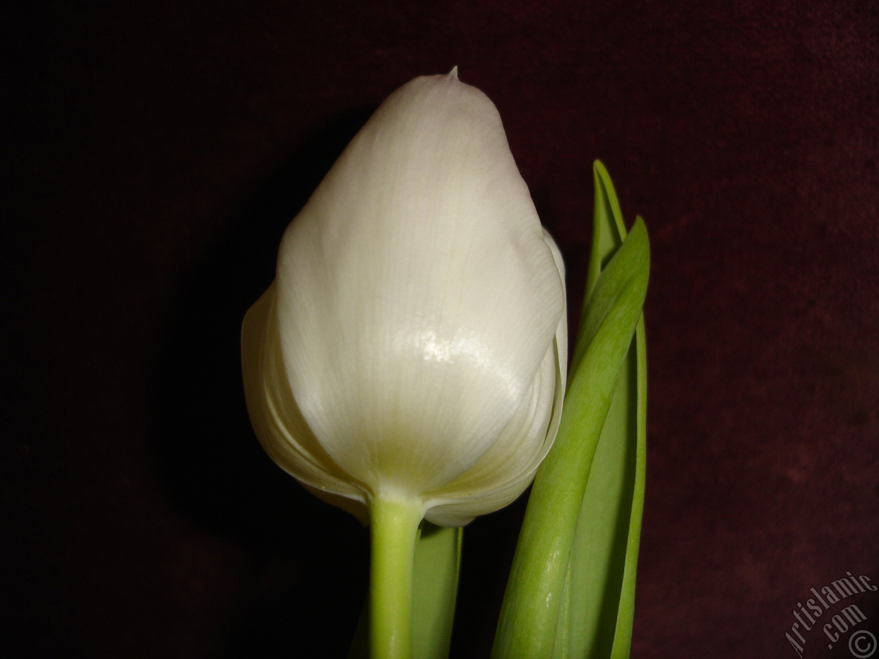 White color Turkish-Ottoman Tulip photo.
