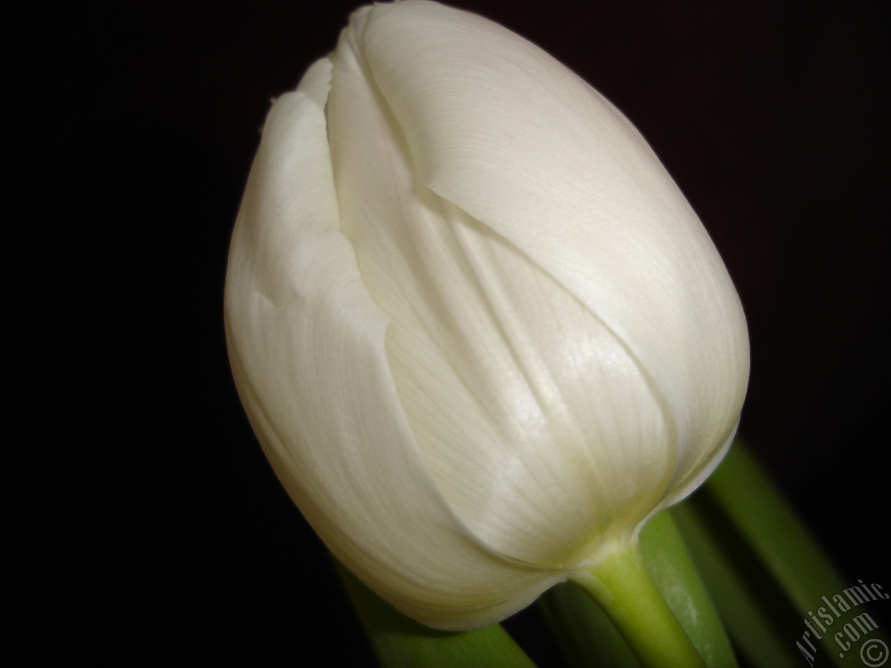White color Turkish-Ottoman Tulip photo.
