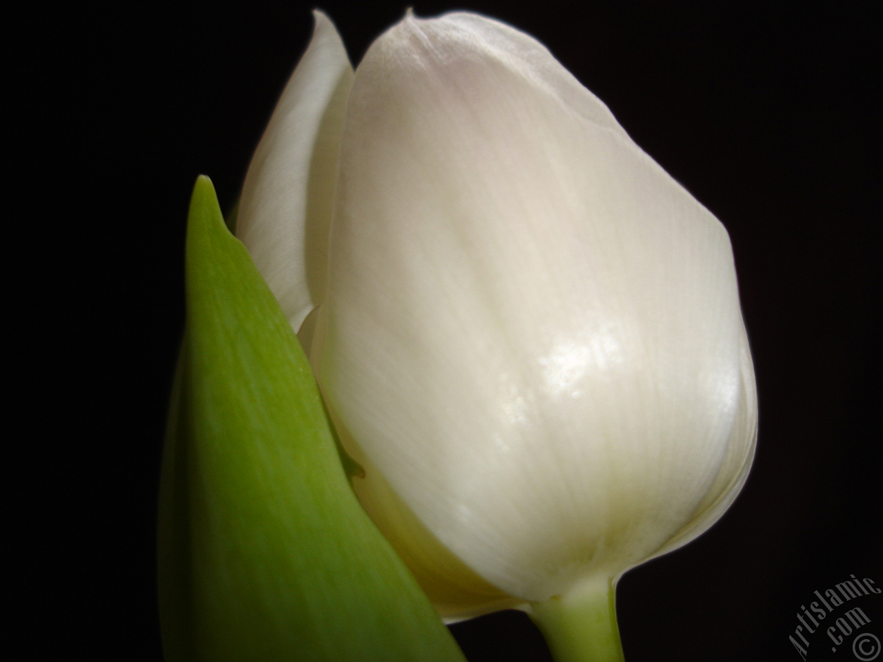 White color Turkish-Ottoman Tulip photo.
