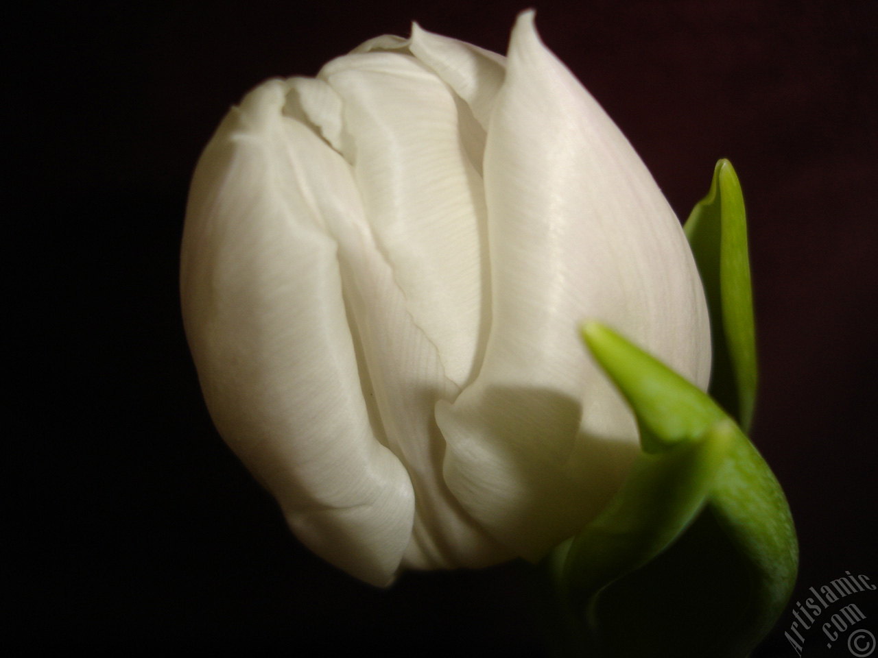 White color Turkish-Ottoman Tulip photo.

