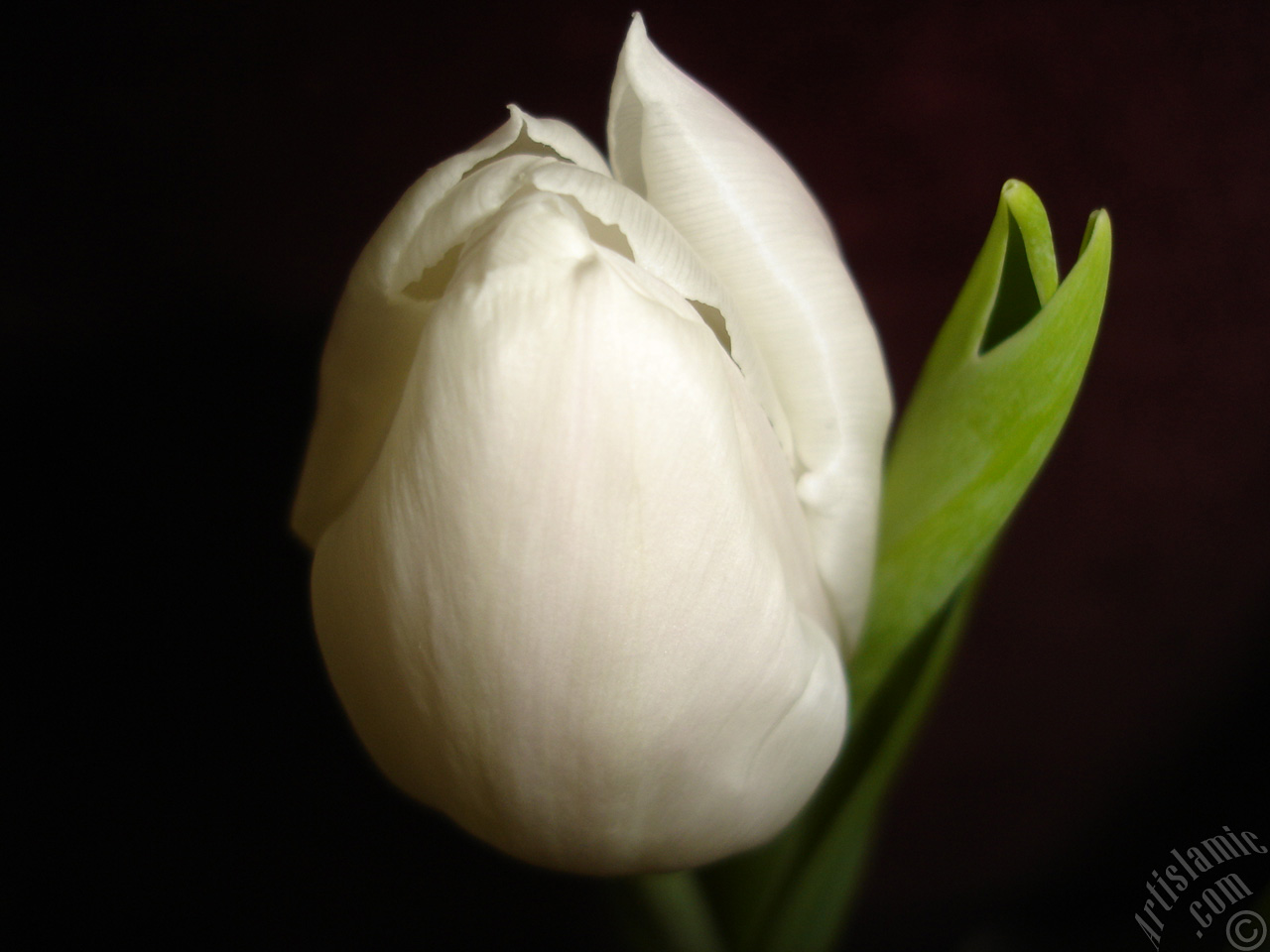 White color Turkish-Ottoman Tulip photo.
