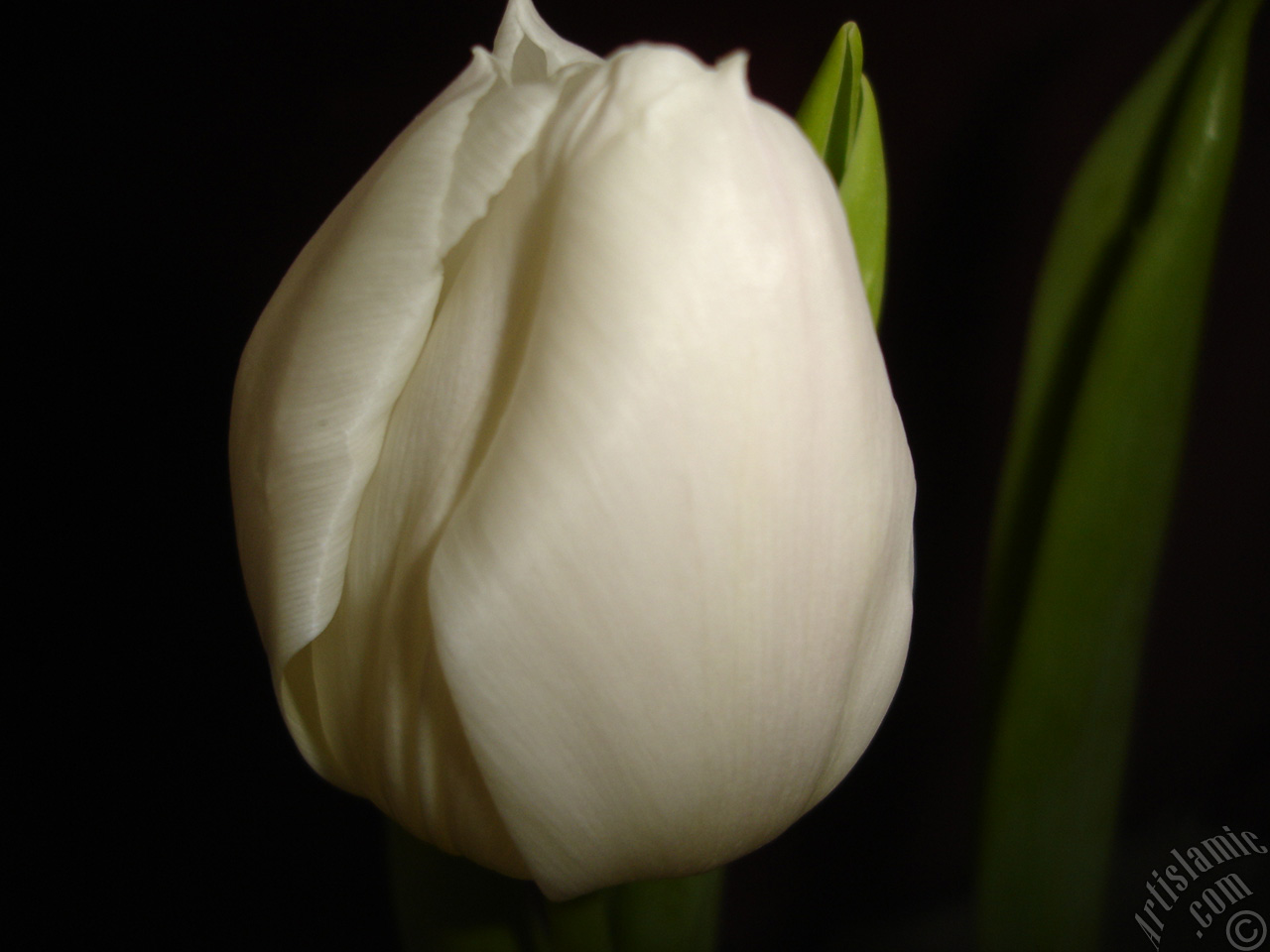 White color Turkish-Ottoman Tulip photo.
