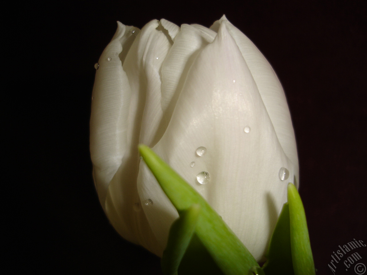 White color Turkish-Ottoman Tulip photo.
