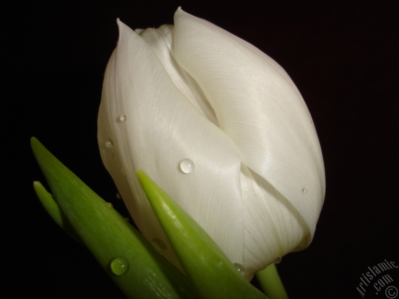 White color Turkish-Ottoman Tulip photo.
