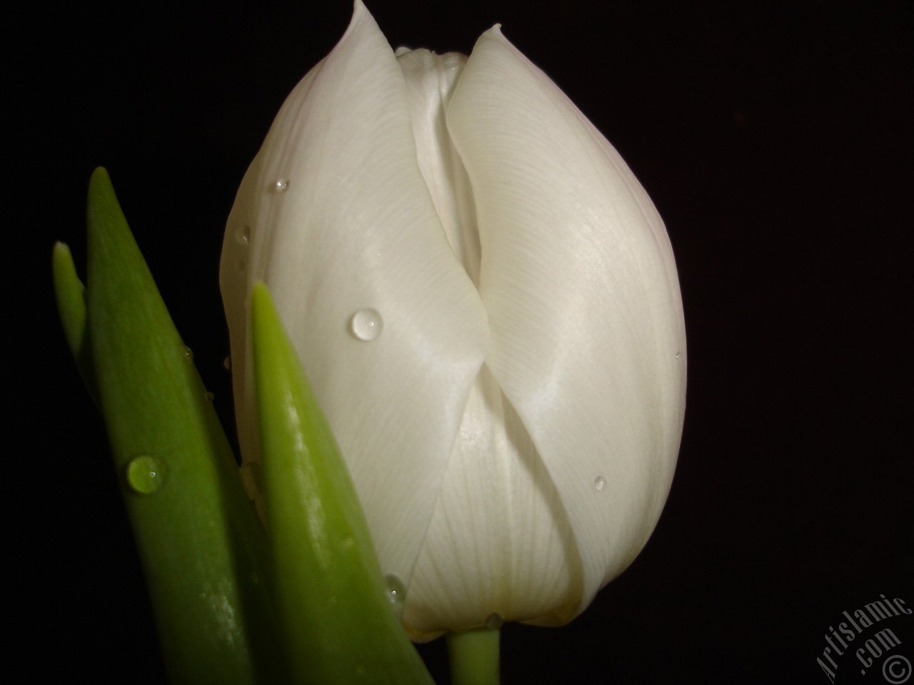 White color Turkish-Ottoman Tulip photo.
