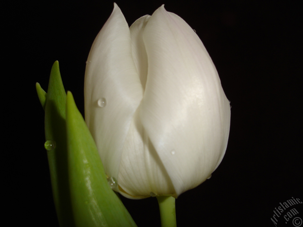White color Turkish-Ottoman Tulip photo.
