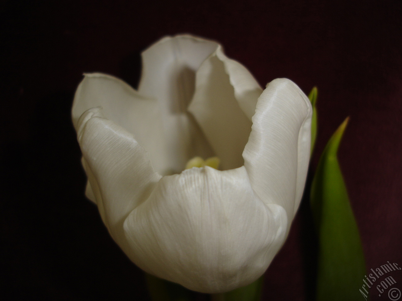 White color Turkish-Ottoman Tulip photo.
