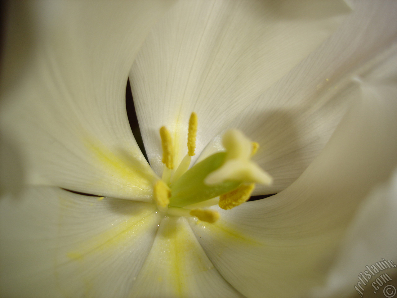 White color Turkish-Ottoman Tulip photo.
