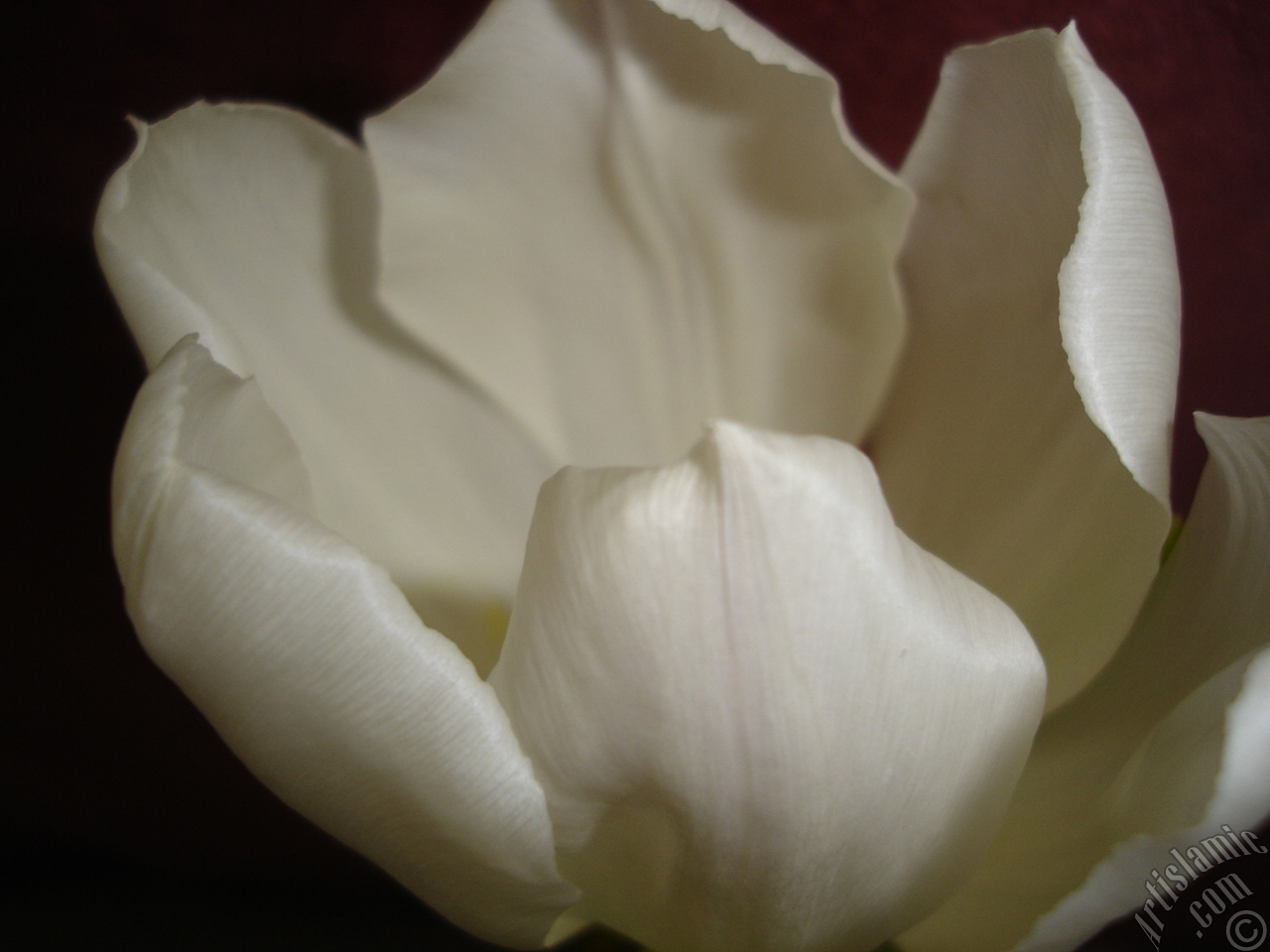 White color Turkish-Ottoman Tulip photo.
