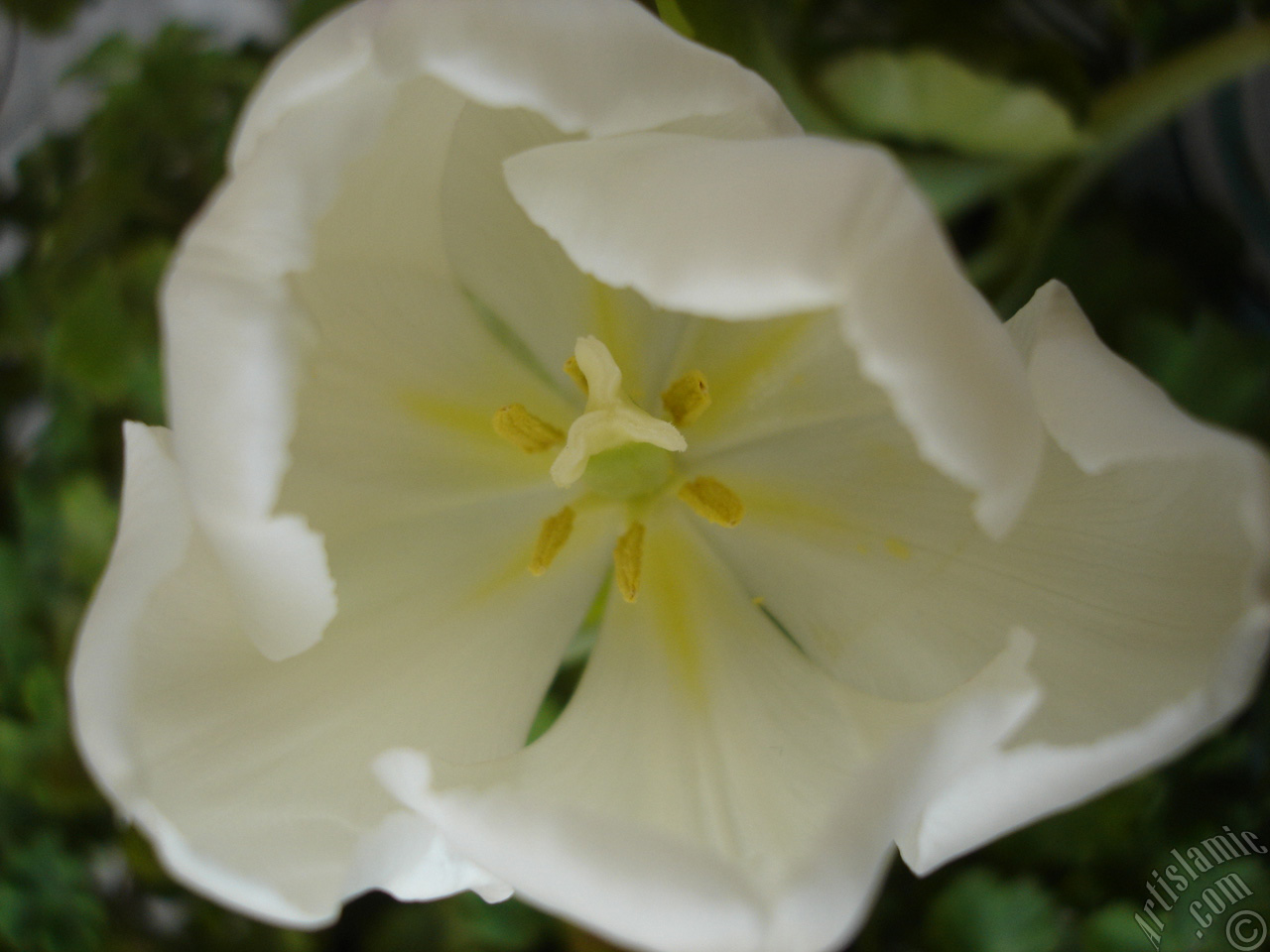 White color Turkish-Ottoman Tulip photo.
