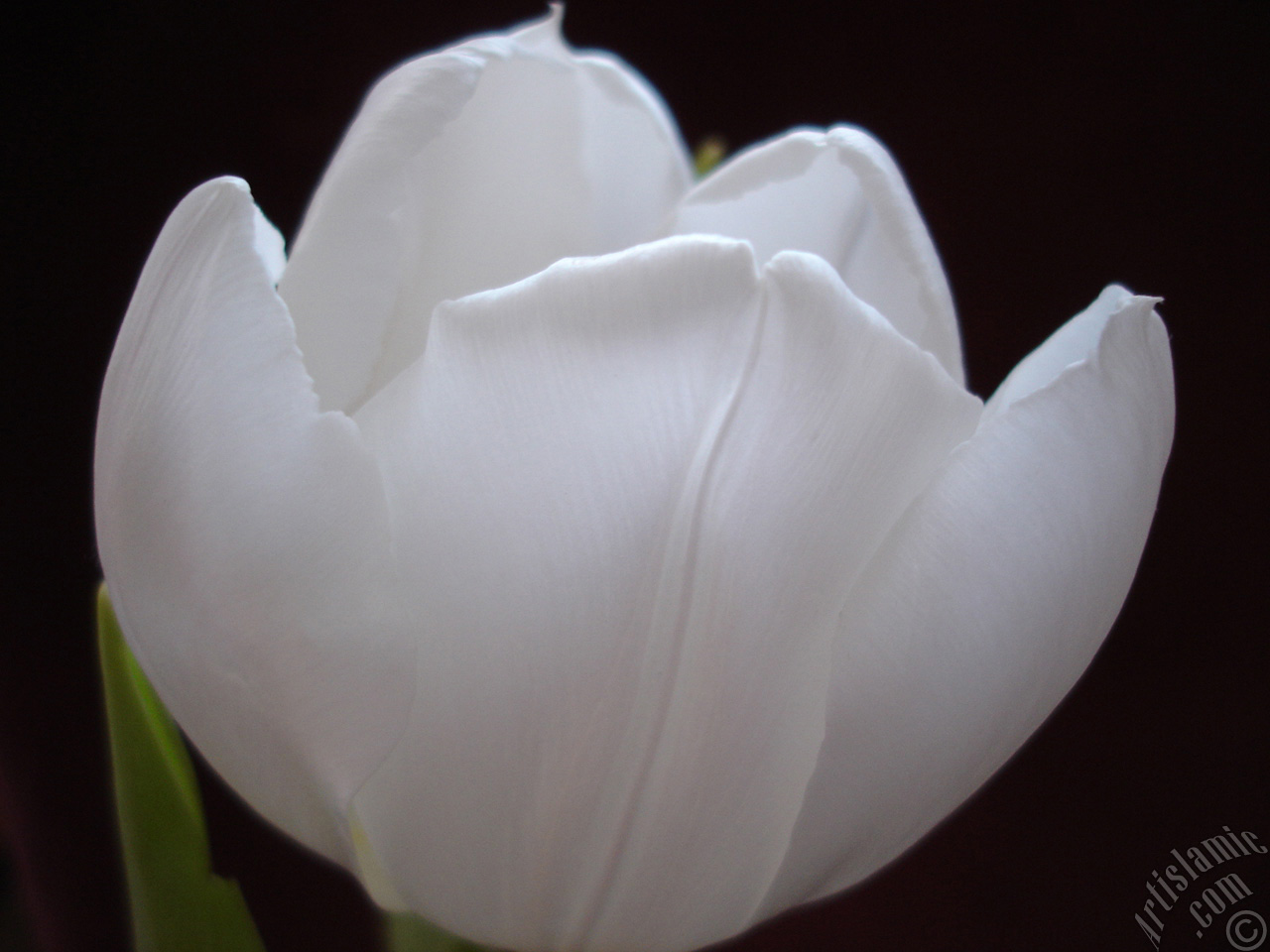 White color Turkish-Ottoman Tulip photo.
