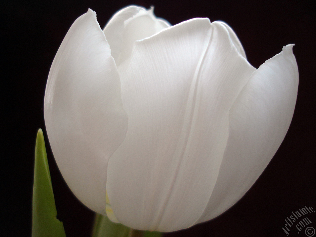 White color Turkish-Ottoman Tulip photo.
