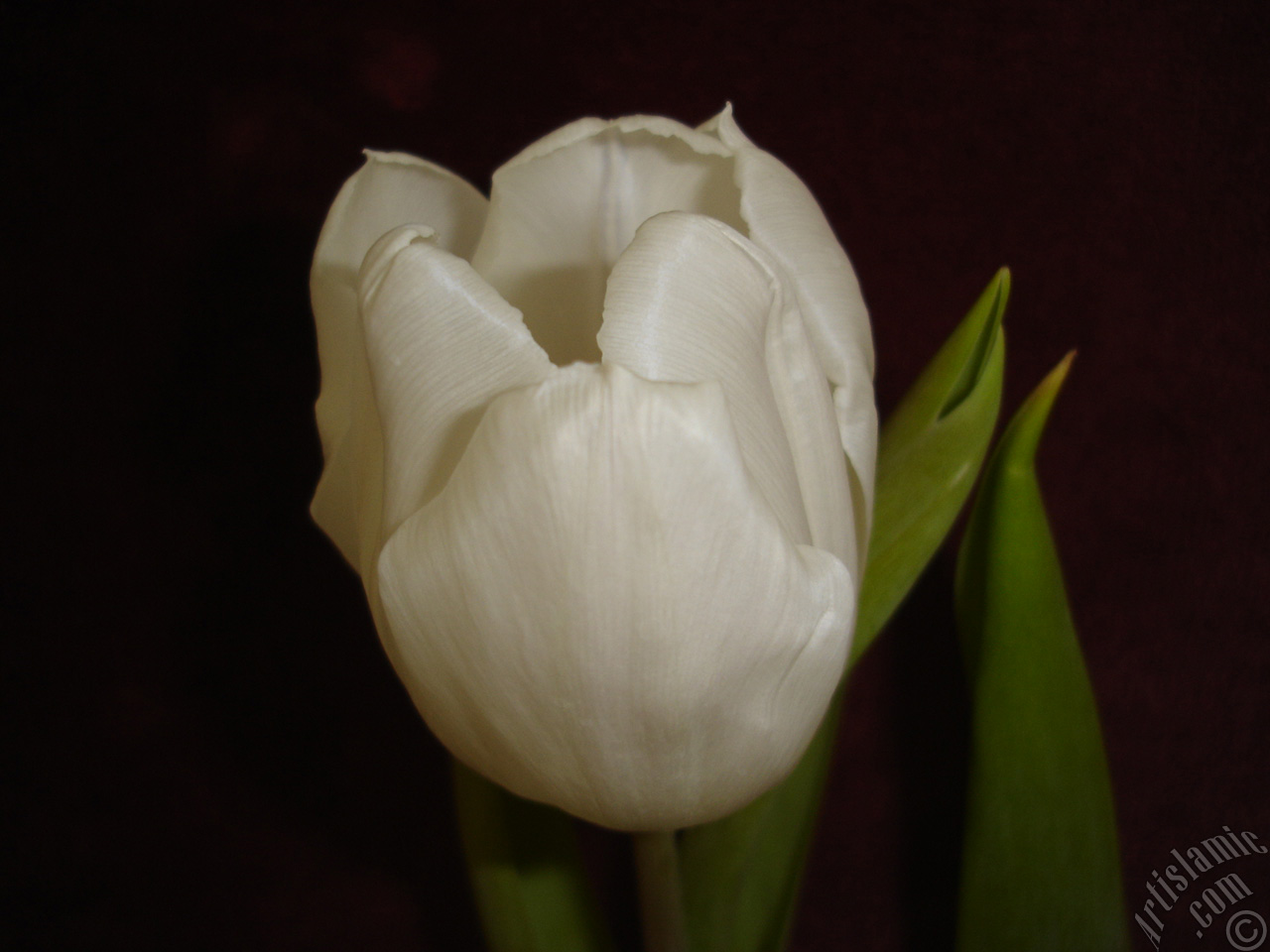 White color Turkish-Ottoman Tulip photo.
