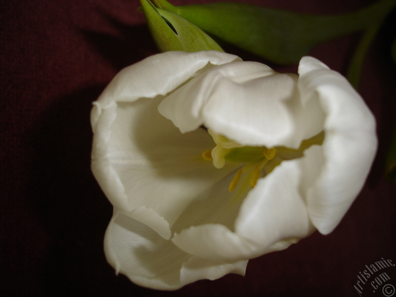 White color Turkish-Ottoman Tulip photo.

