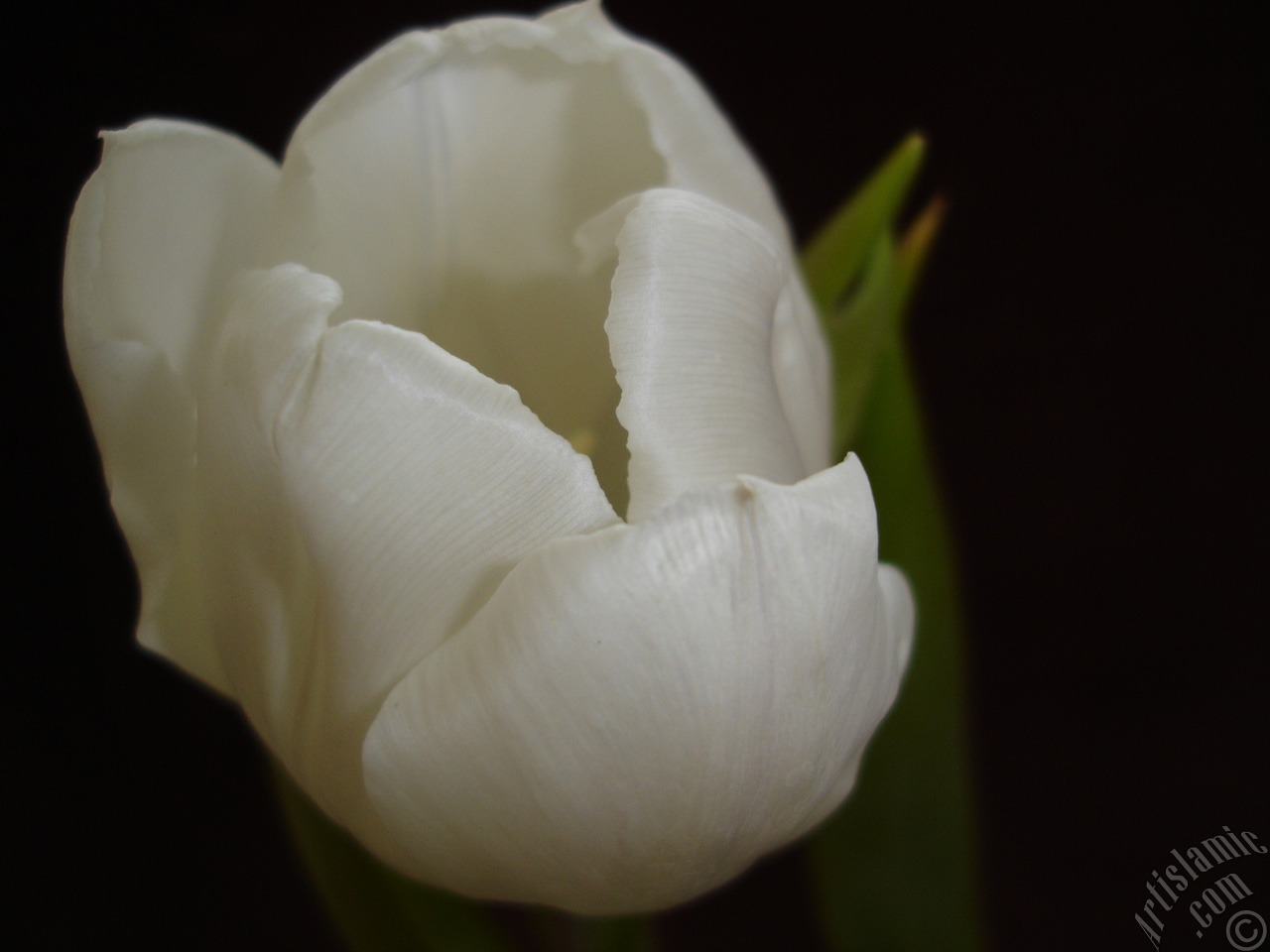 White color Turkish-Ottoman Tulip photo.
