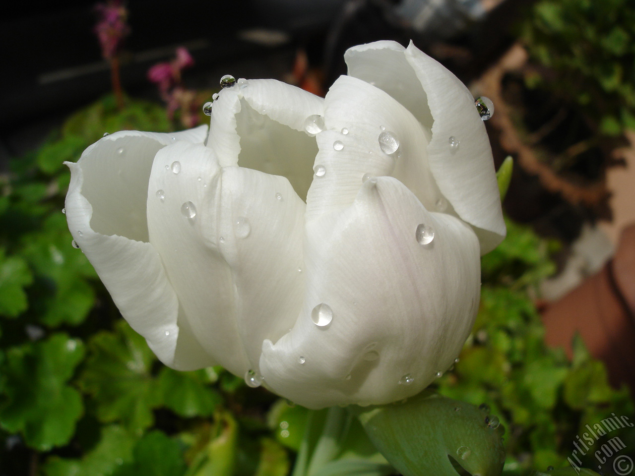White color Turkish-Ottoman Tulip photo.
