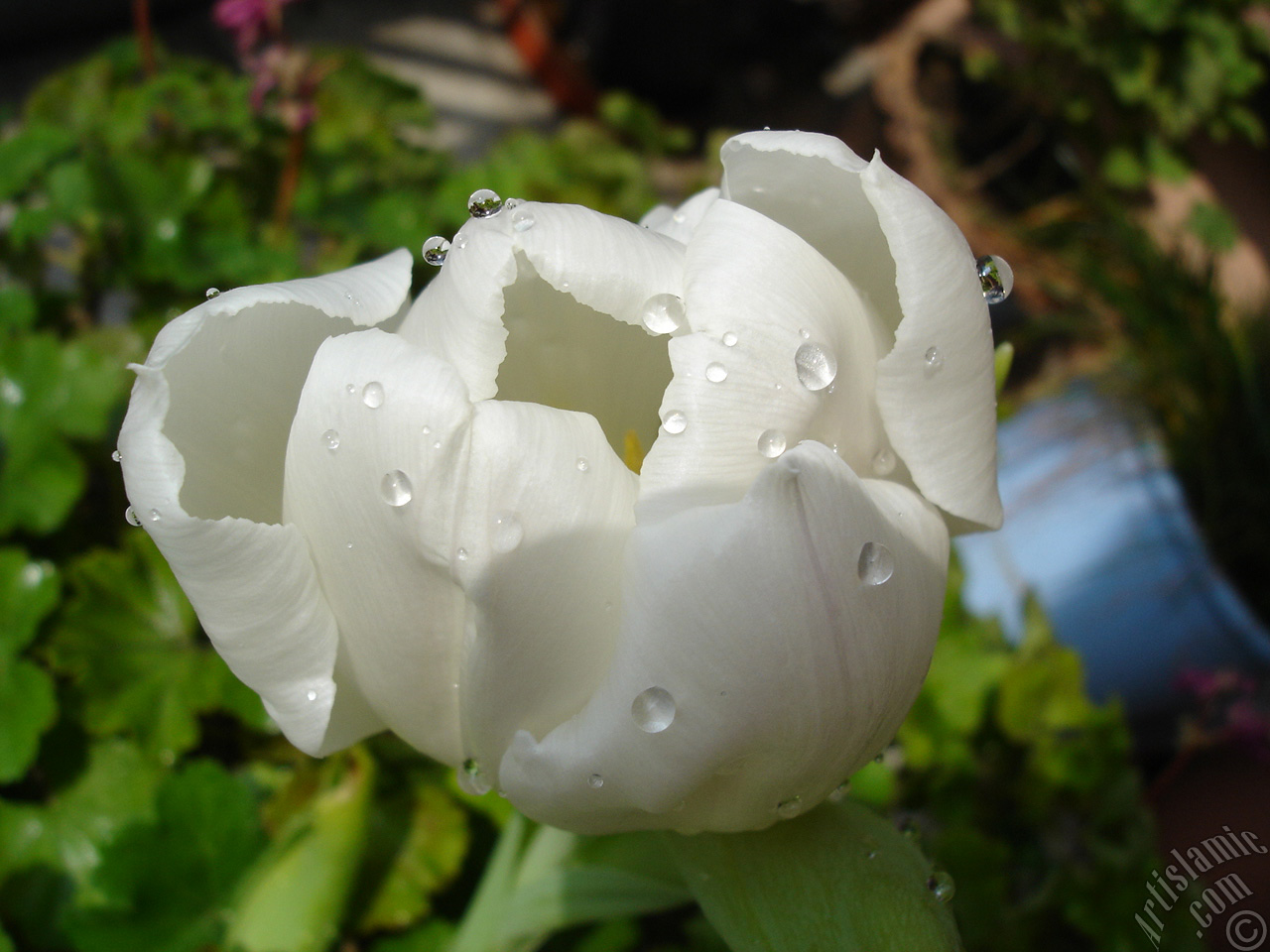 White color Turkish-Ottoman Tulip photo.
