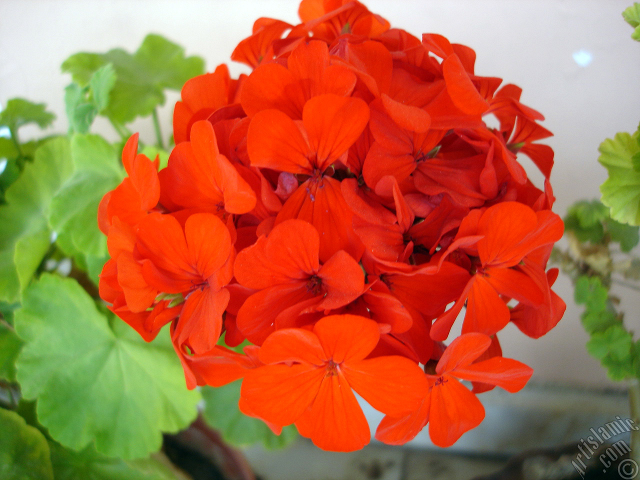 Red Colored Pelargonia -Geranium- flower.
